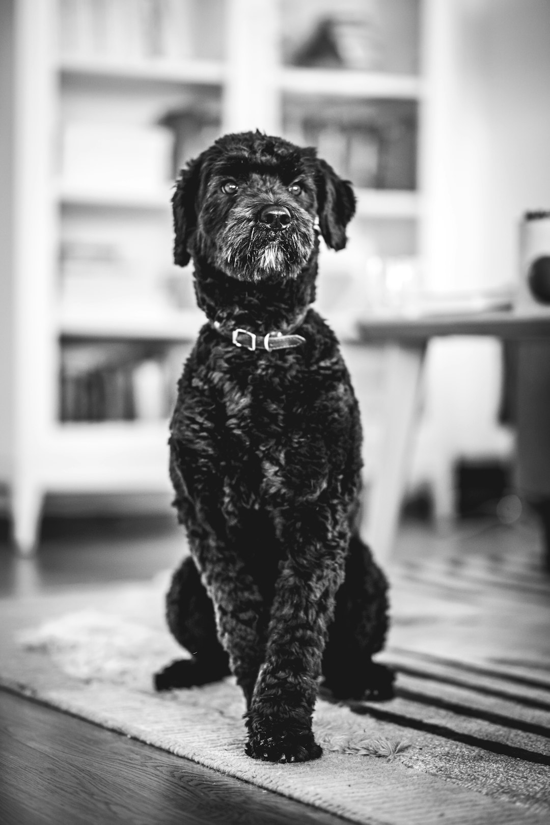 black short coat small dog on wooden floor