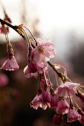 A close-up of delicate pink sakura blossoms gently swaying in the spring breeze.