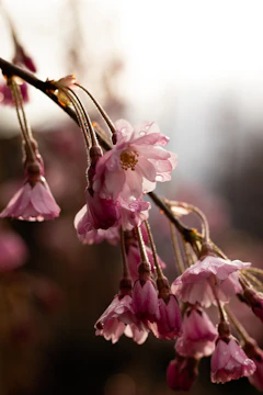 A close-up of delicate pink sakura blossoms gently swaying in the spring breeze.