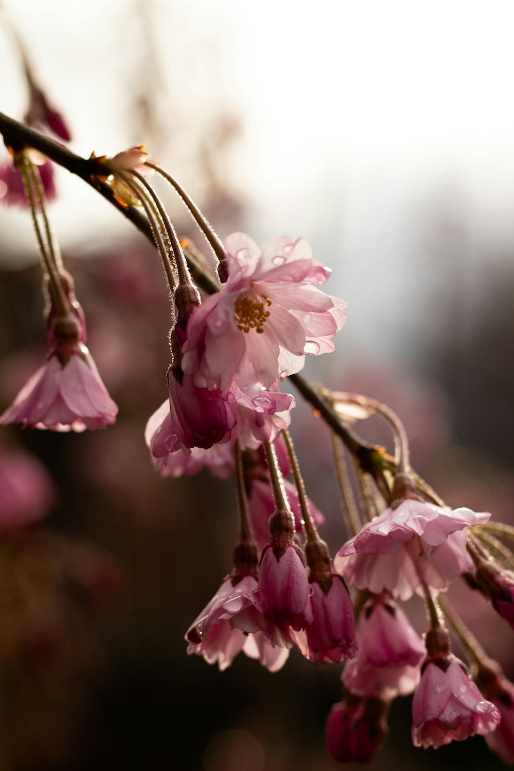 pink cherry blossom in close up photography