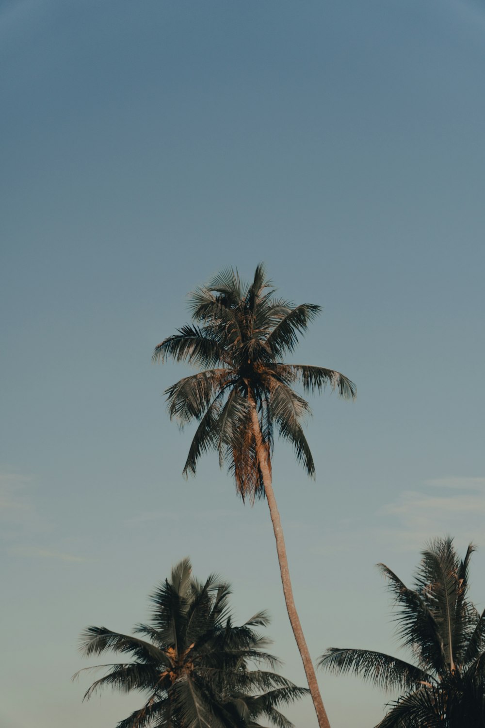 palm tree under blue sky during daytime