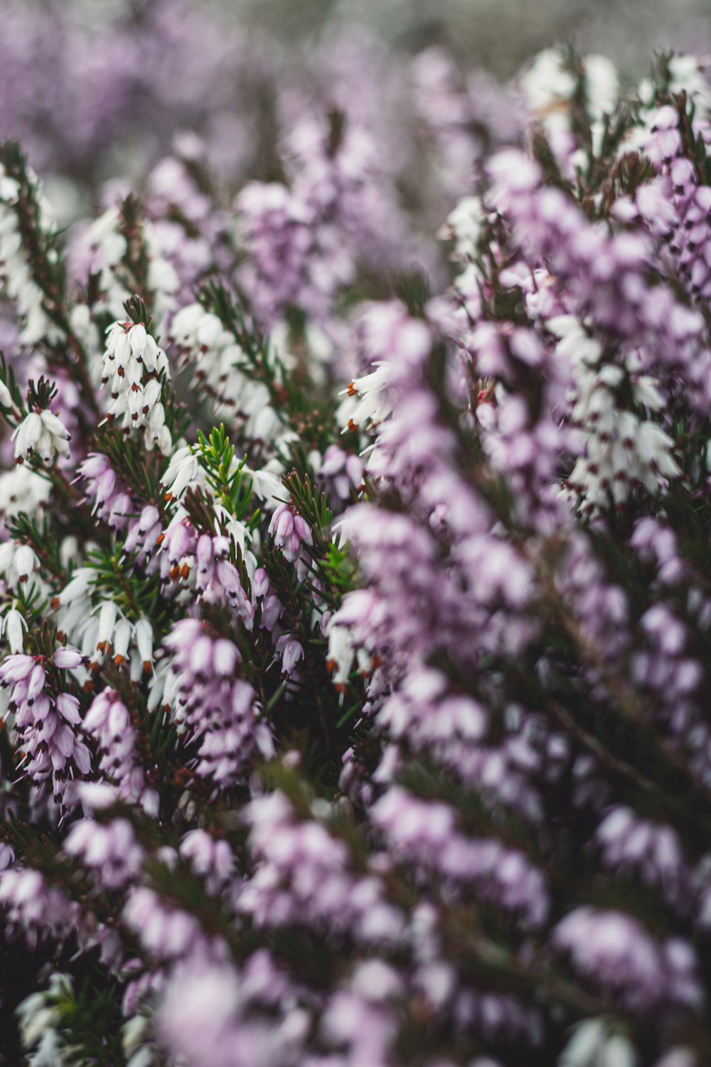 purple flowers in tilt shift lens