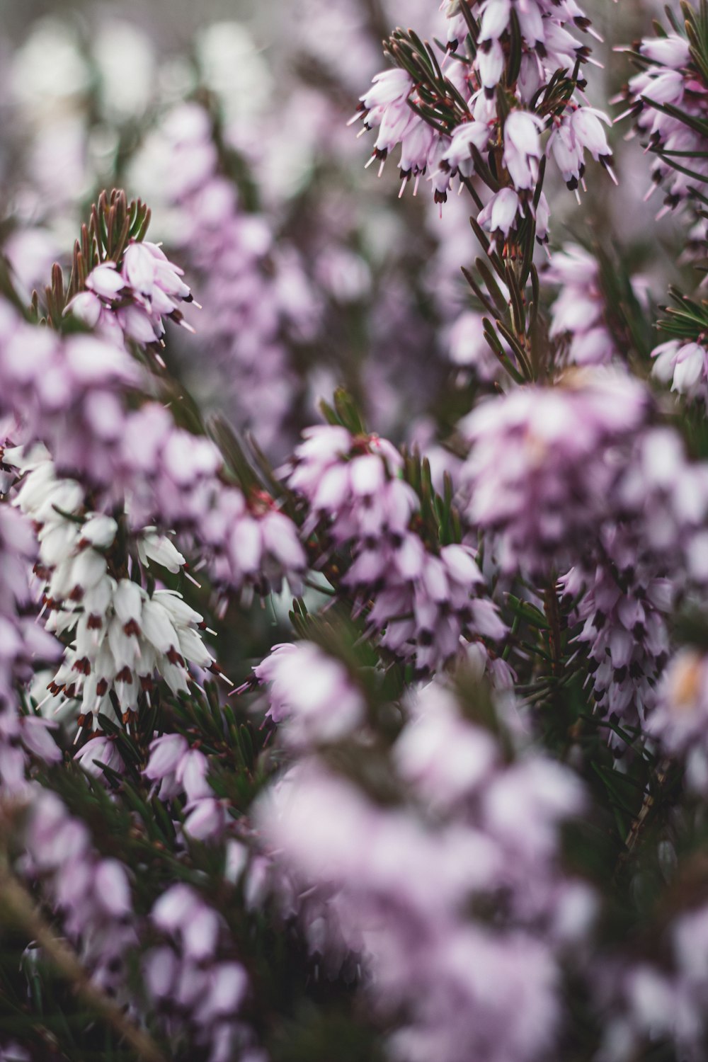 purple and white flowers in tilt shift lens