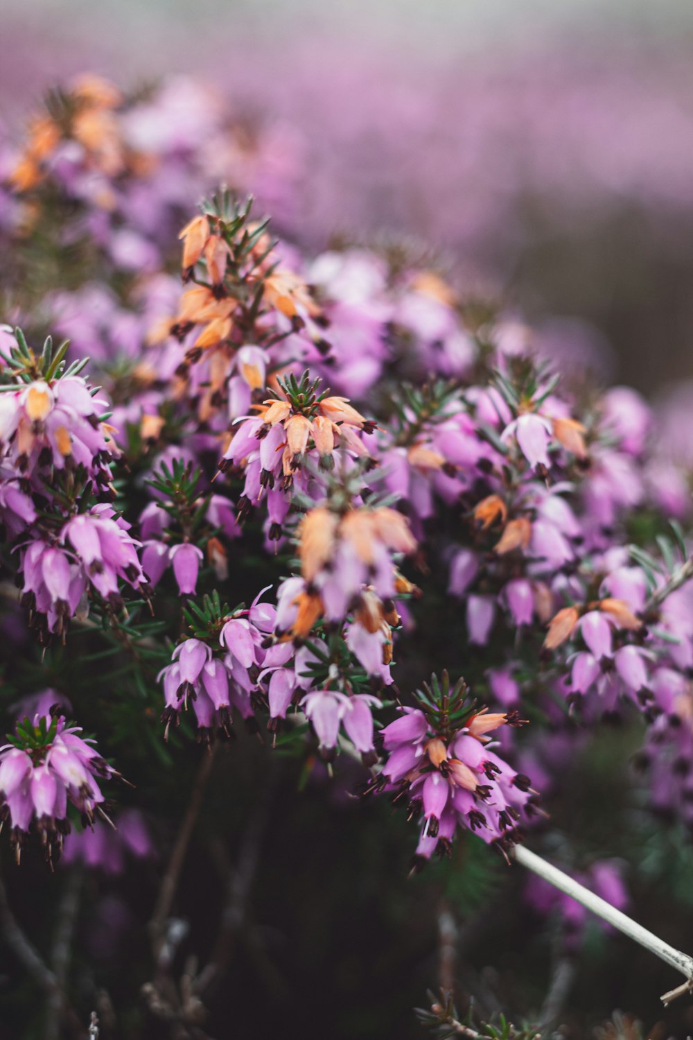 purple and yellow flowers in tilt shift lens