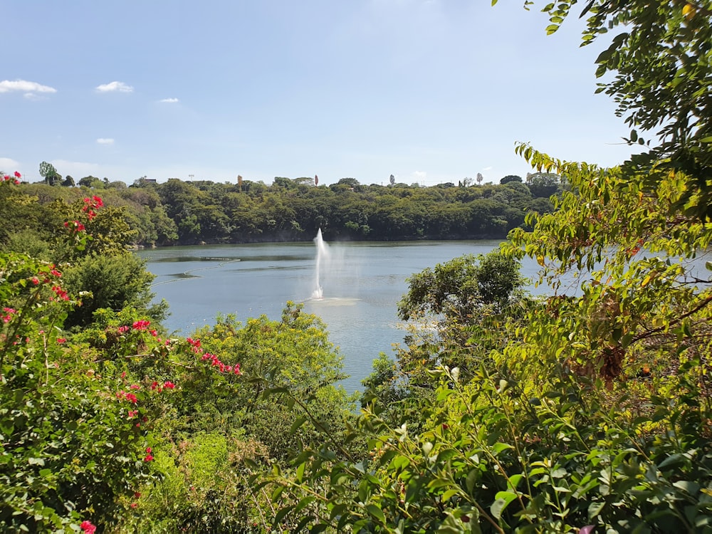 green trees near body of water during daytime