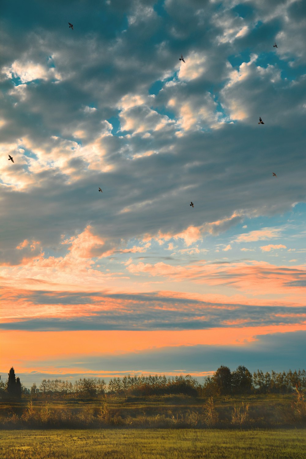 silhouette of birds flying over the sea during sunset