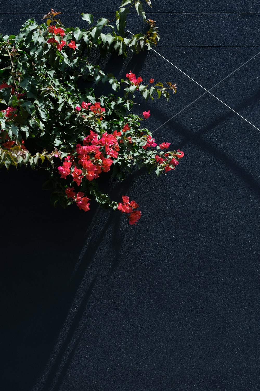 red and green flower on black textile