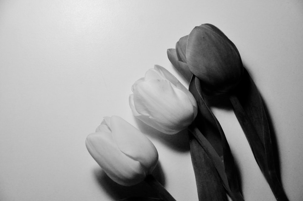 white tulips on white surface