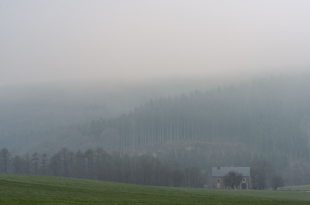 green grass field with trees