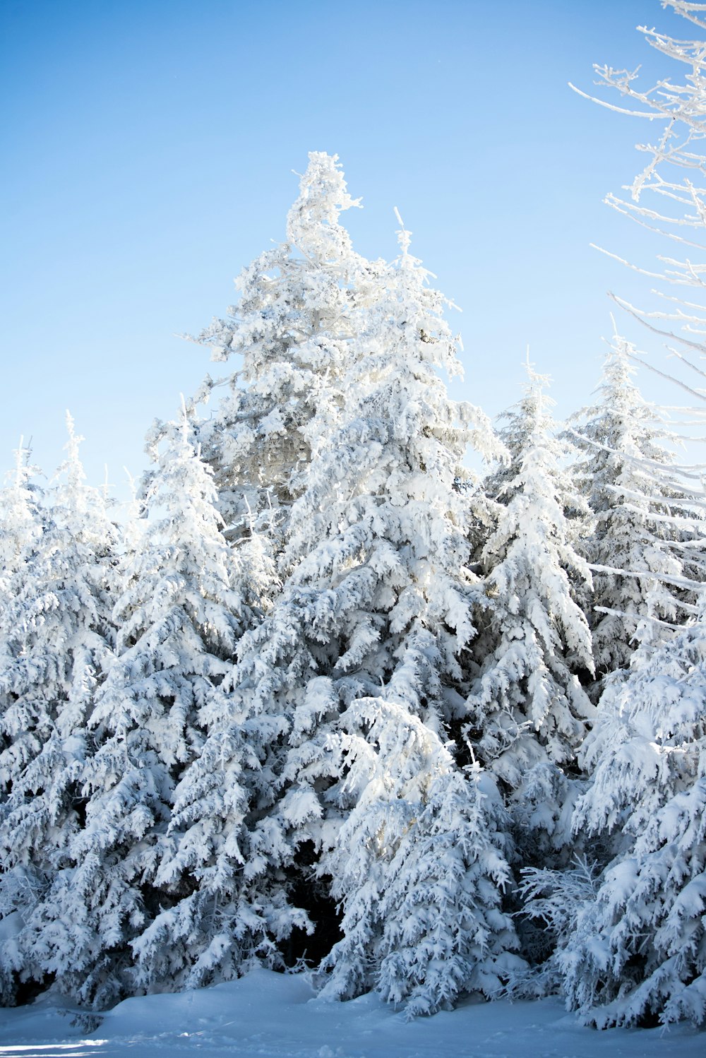 Tagsüber schneebedeckte Bäume unter blauem Himmel