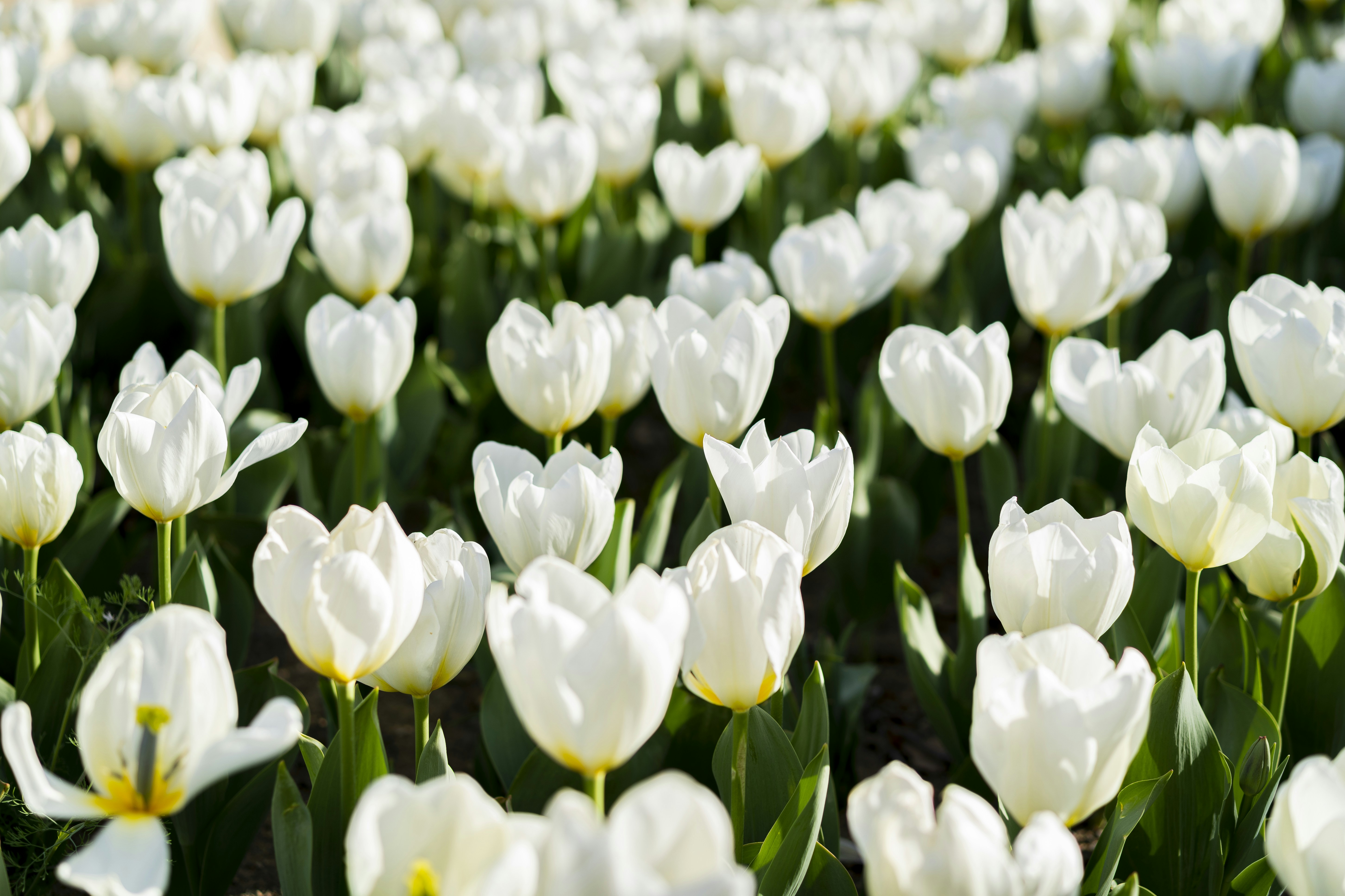 White tulips field