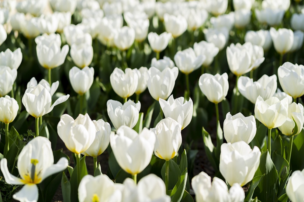 white tulips in bloom during daytime