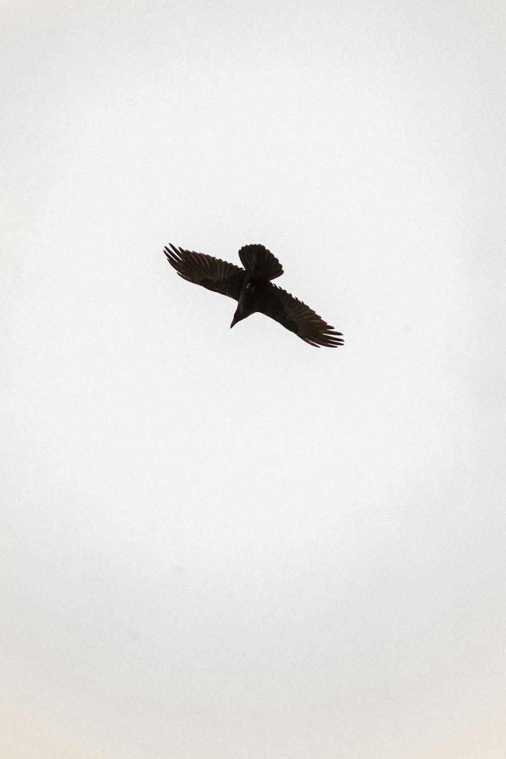 pájaro marrón volando sobre una pared blanca