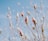 pink flower buds in tilt shift lens
