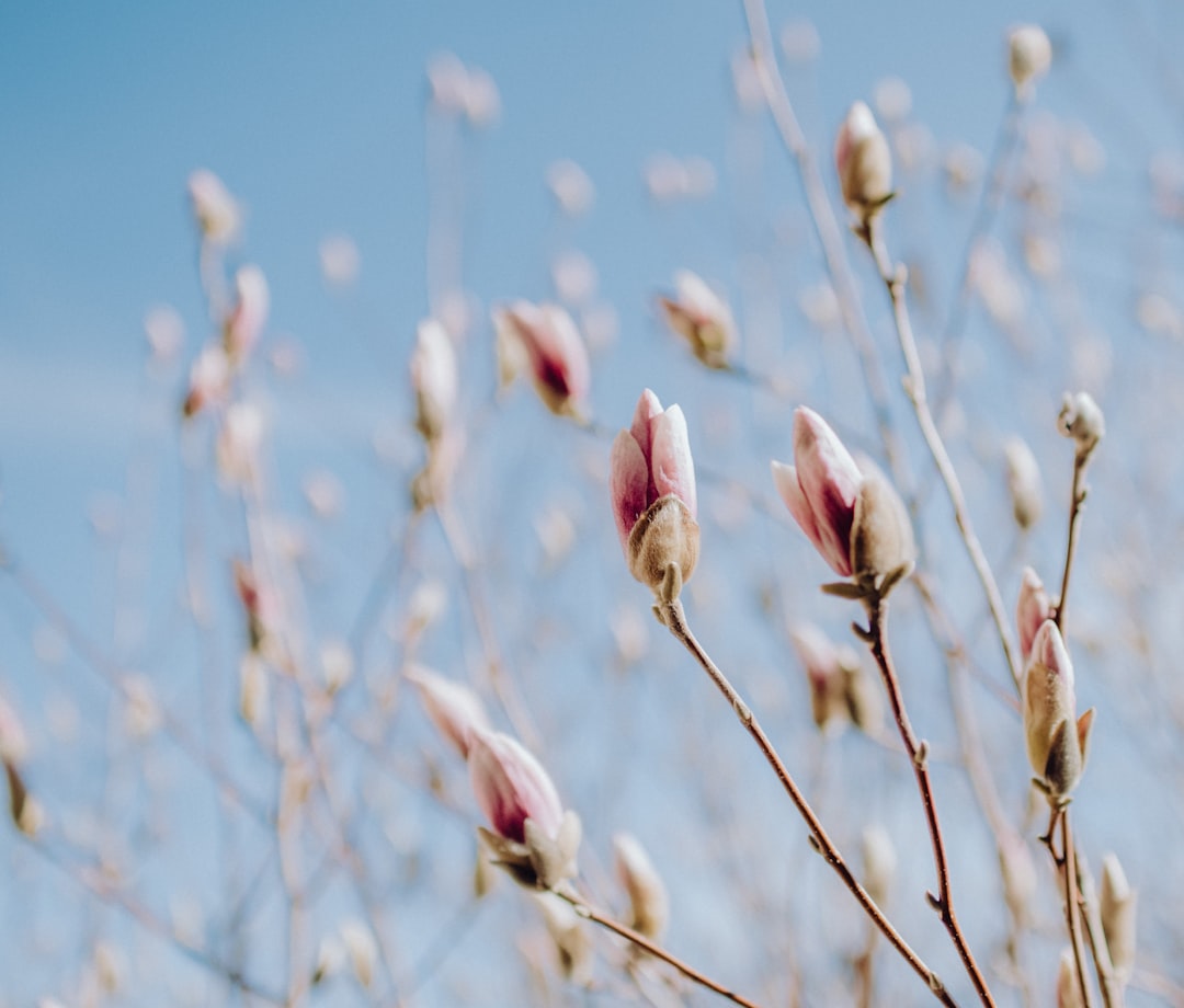 pink flower buds in tilt shift lens, Saucer Magnolia buds