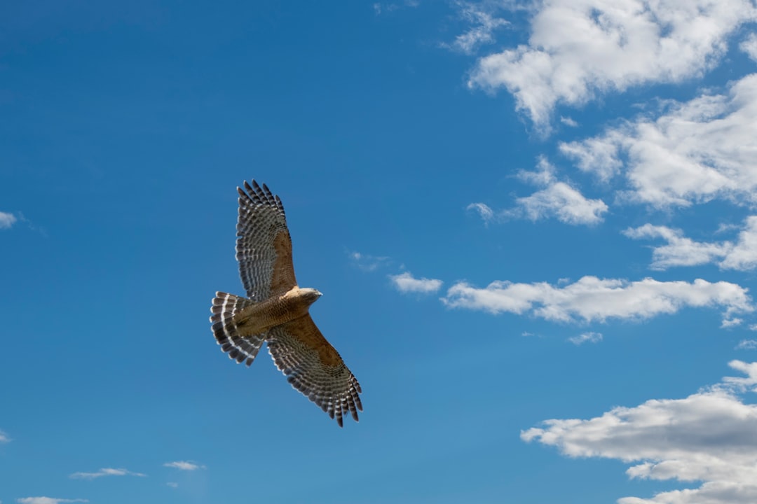 brown and white bird flying under blue sky during daytime