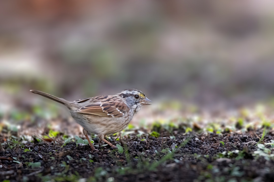 brown sparrow perched on ground during daytime