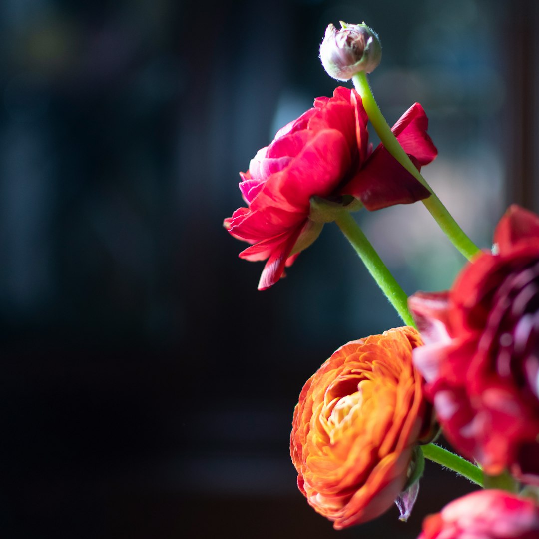 red flower in tilt shift lens