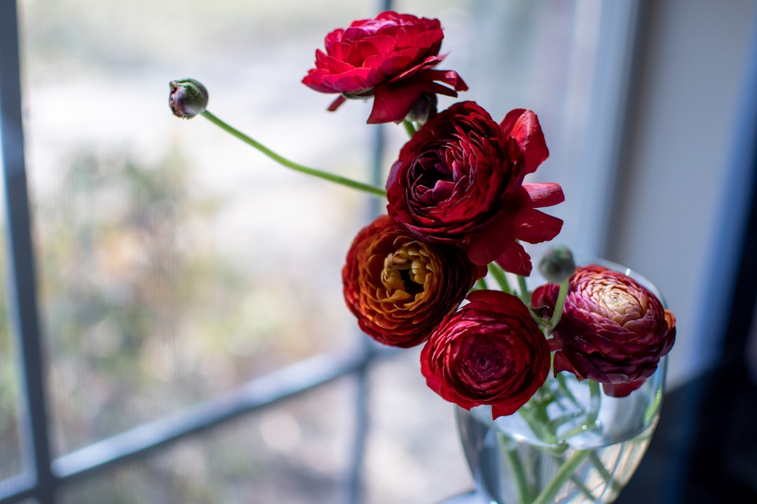 red roses in bloom during daytime