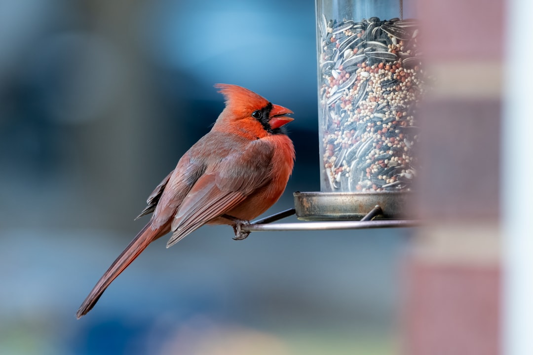 red cardinal perched on gray metal stand