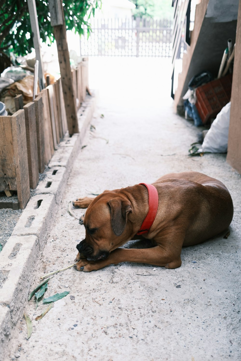 brown short coated dog lying on gray concrete floor during daytime
