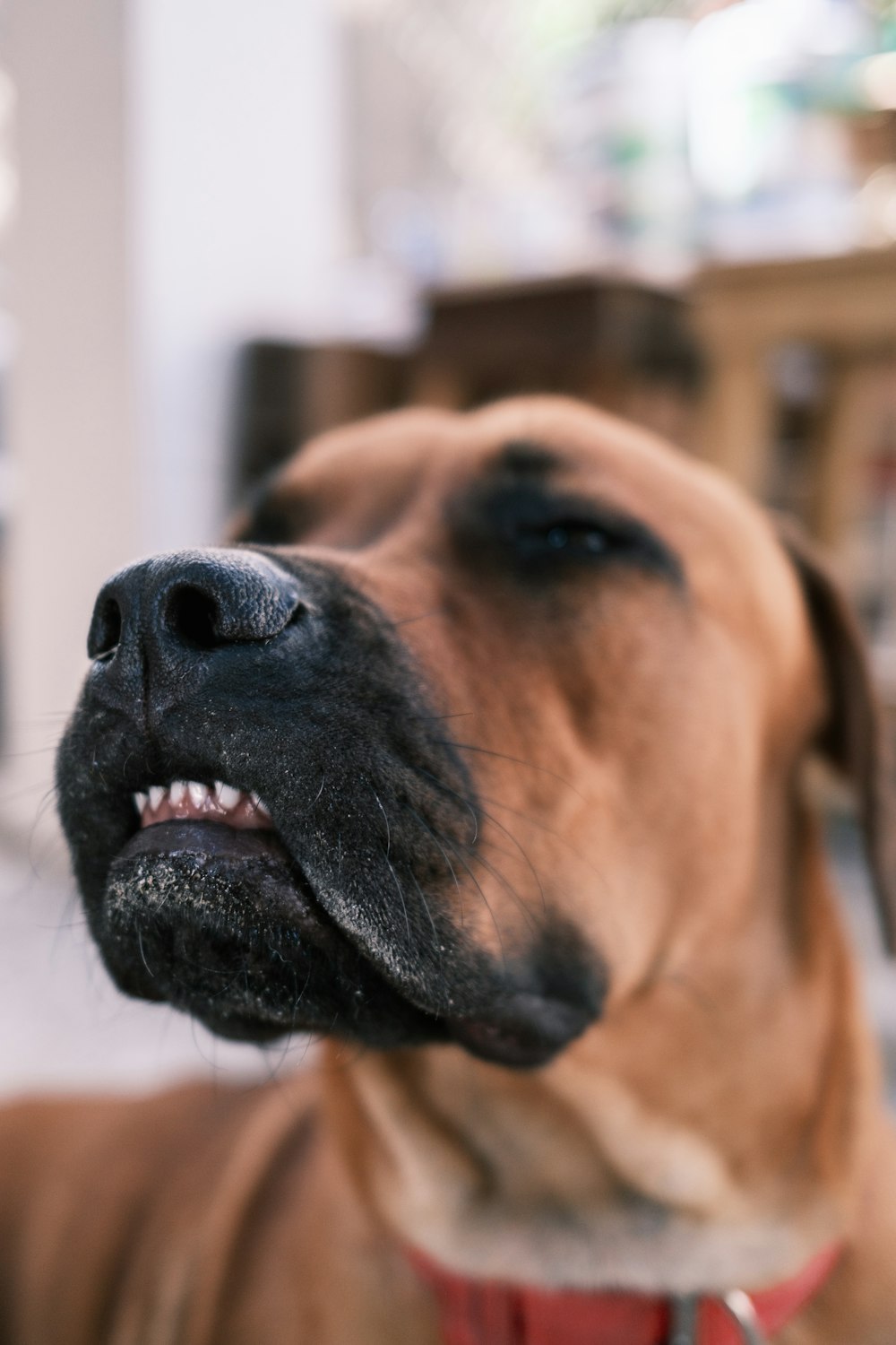 brown short coated dog in tilt shift lens