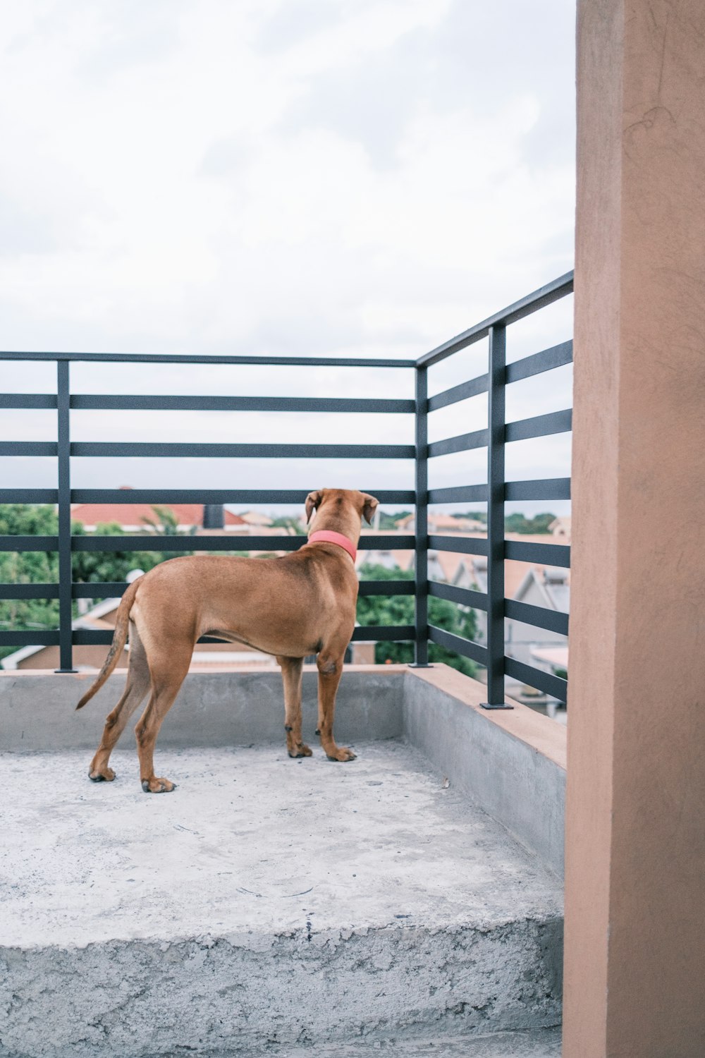 brown short coated medium sized dog on gray concrete floor during daytime