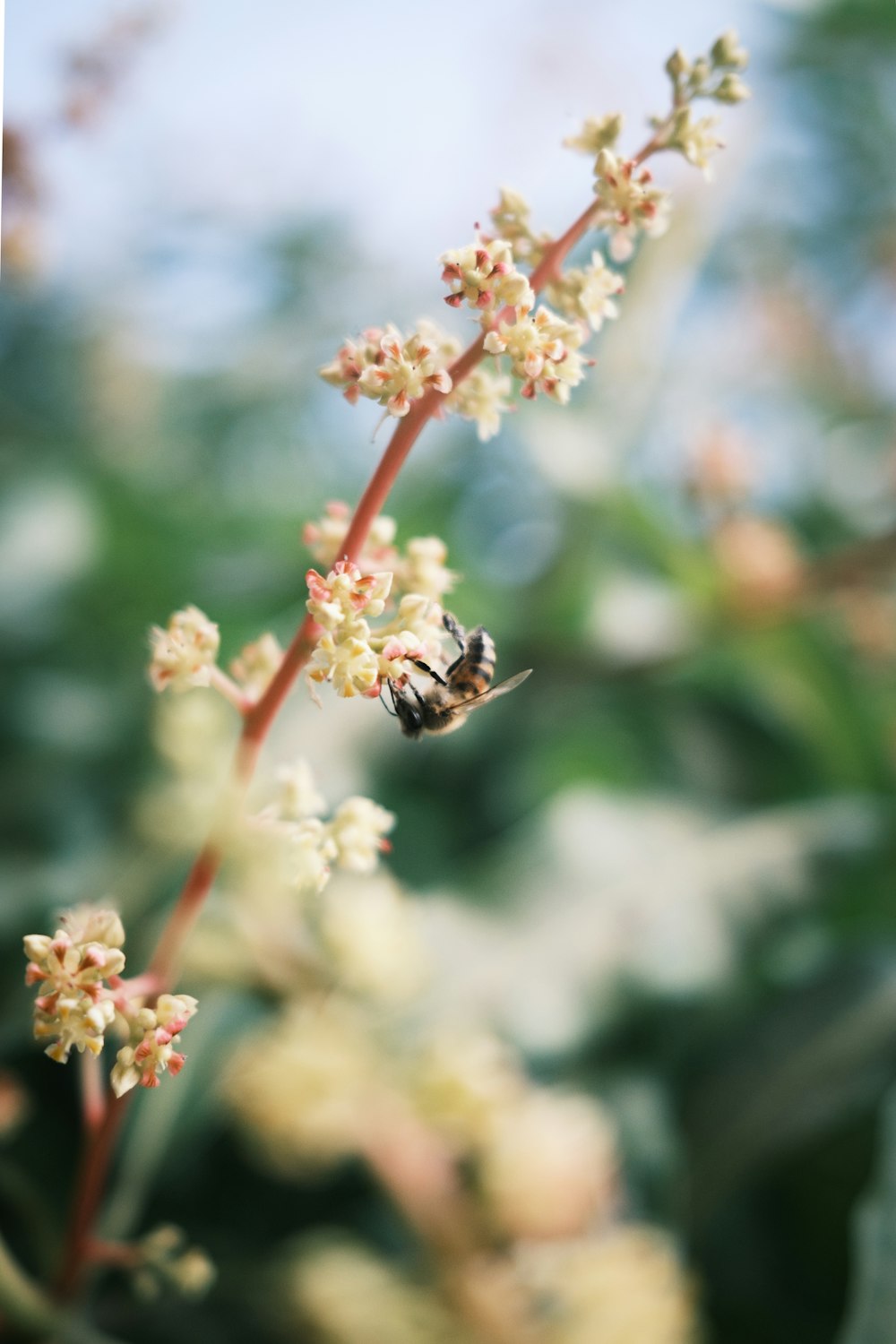 honeybee perched on white and red flower in close up photography during daytime
