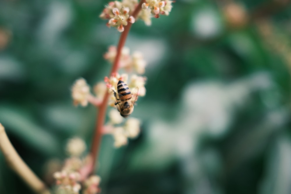 honeybee perched on white flower in close up photography during daytime