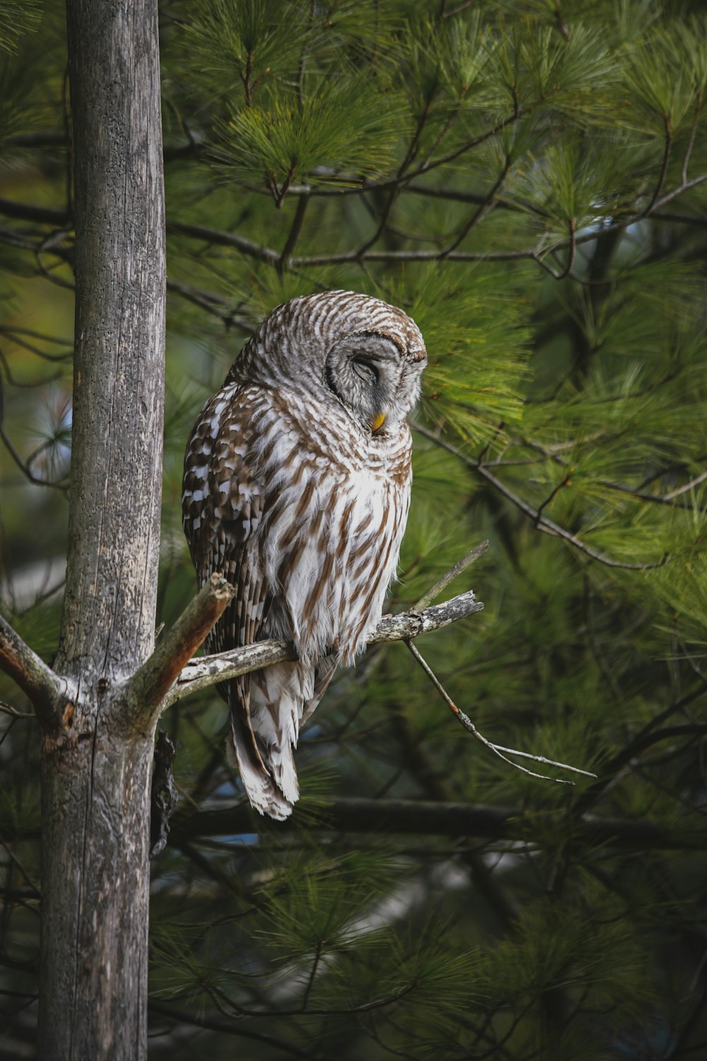white and brown owl on brown tree branch during daytime