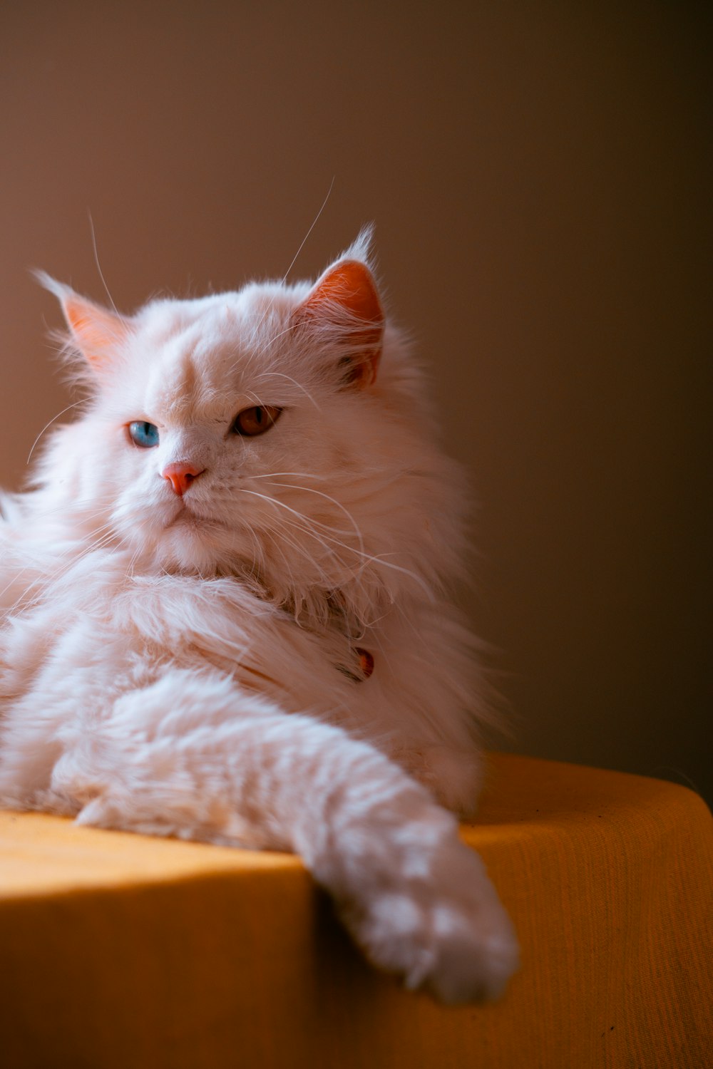 white persian cat lying on brown wooden table