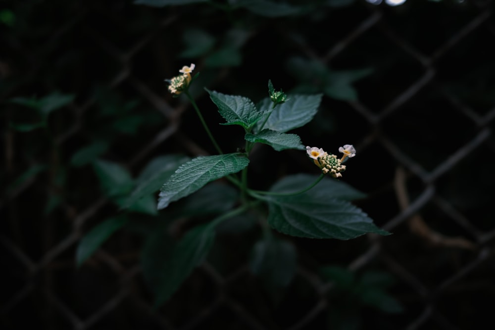 Gelbe Blume in Tilt Shift Linse