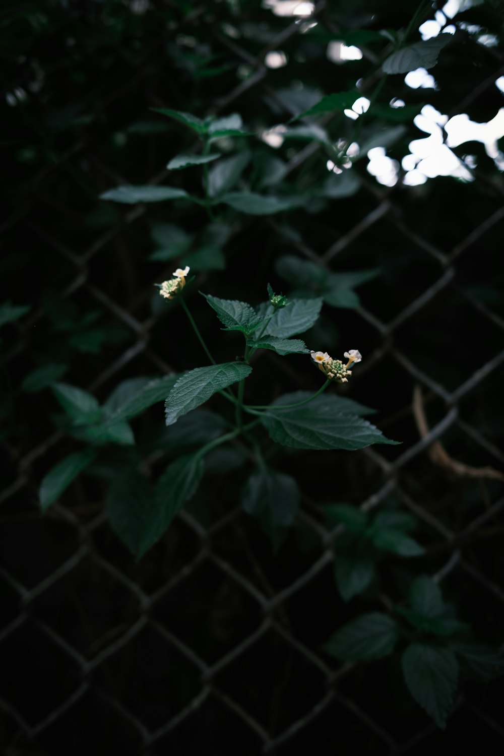 yellow flower in green metal fence