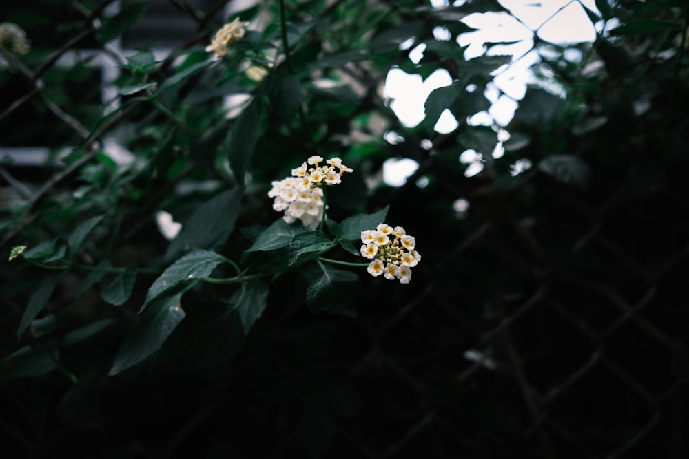 flor blanca con hojas verdes