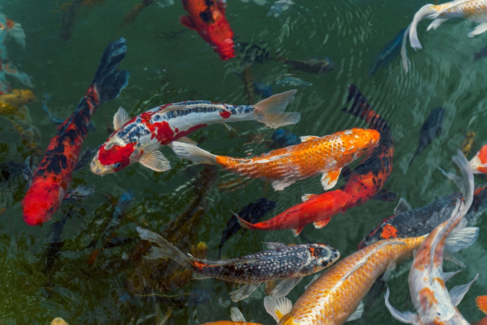 orange and white koi fish