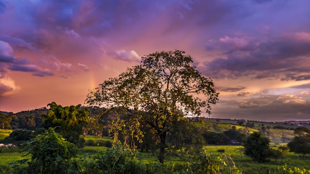 A vibrant landscape reflecting the essence of nature.
