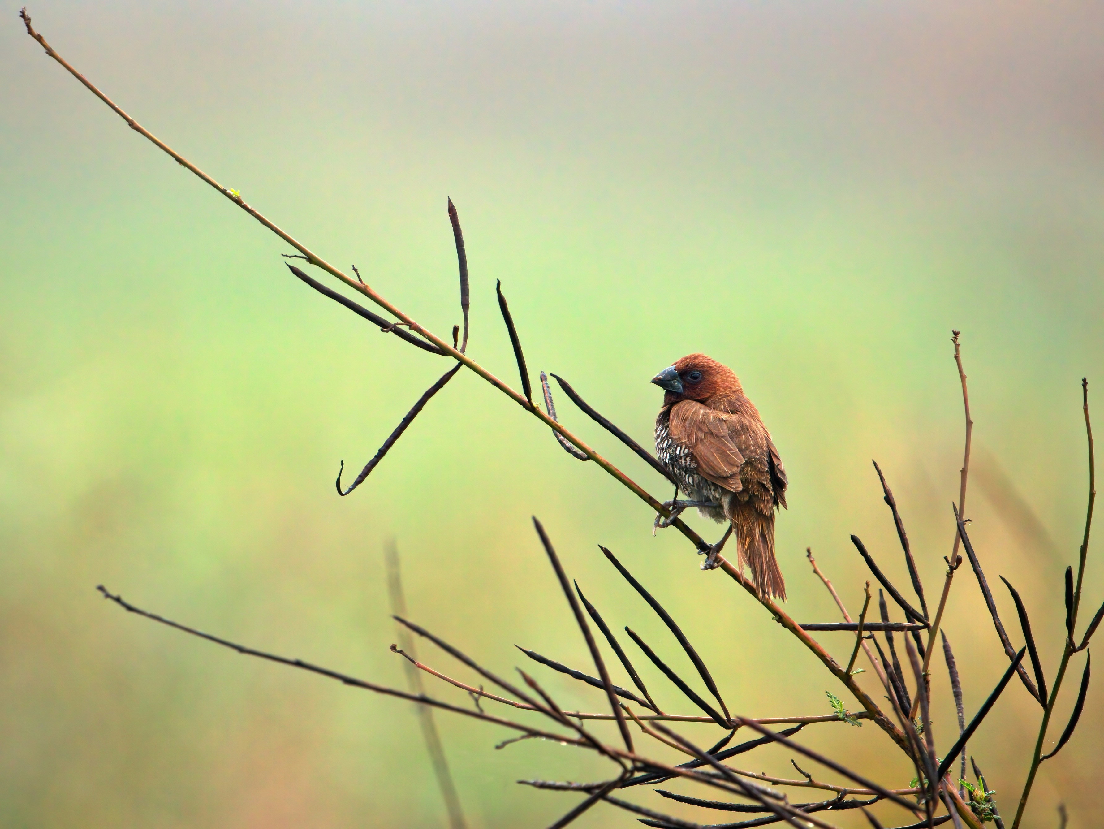 Photo by chandra_sekhar24