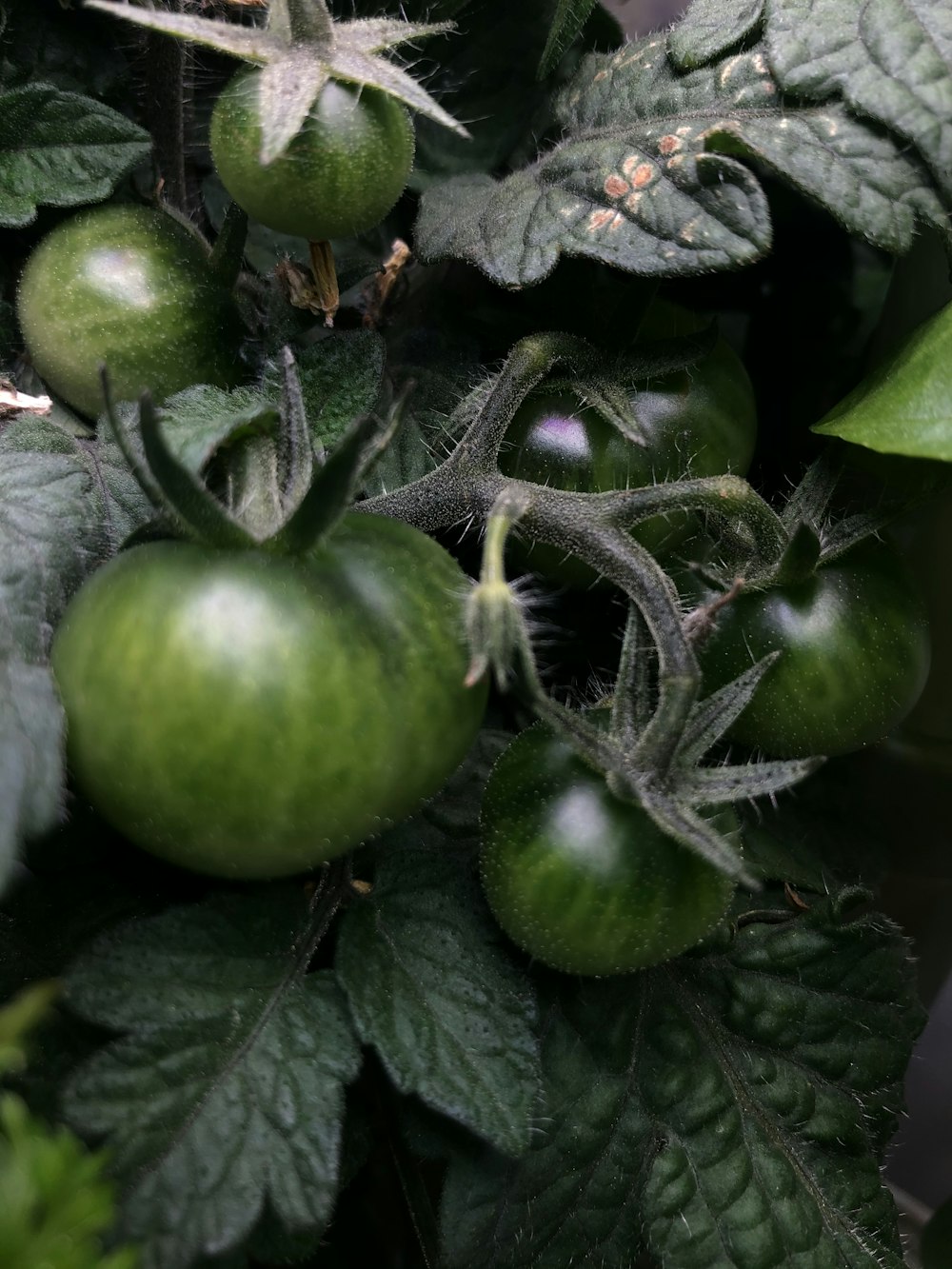 green round fruit on green leaves