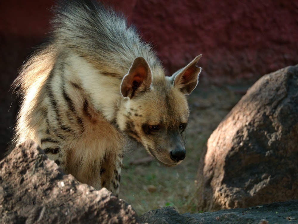 brown and black fox on brown rock