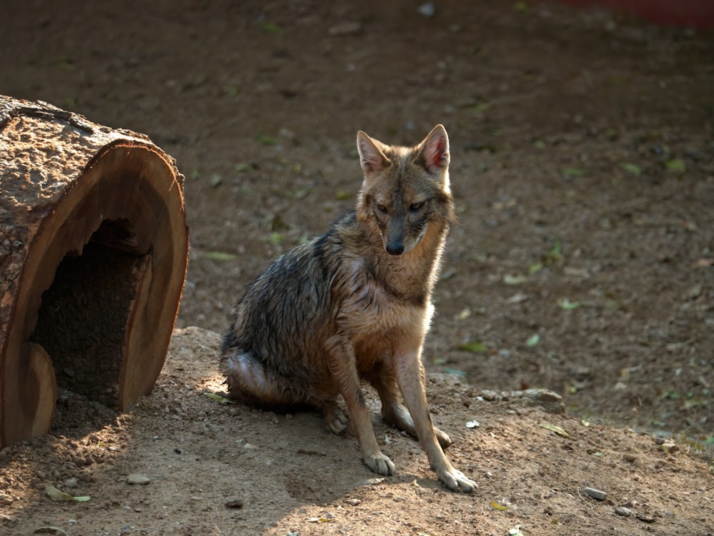 brown and black fox standing on brown soil during daytime