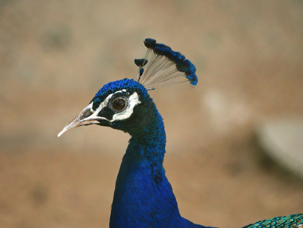 blue peacock in close up photography