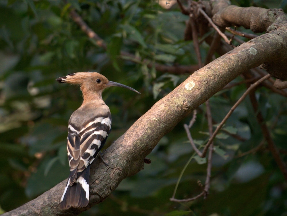 black and white bird on tree branch