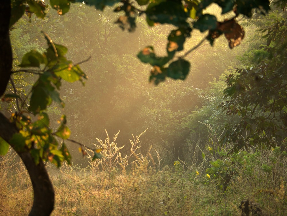 green tree on brown grass field during daytime