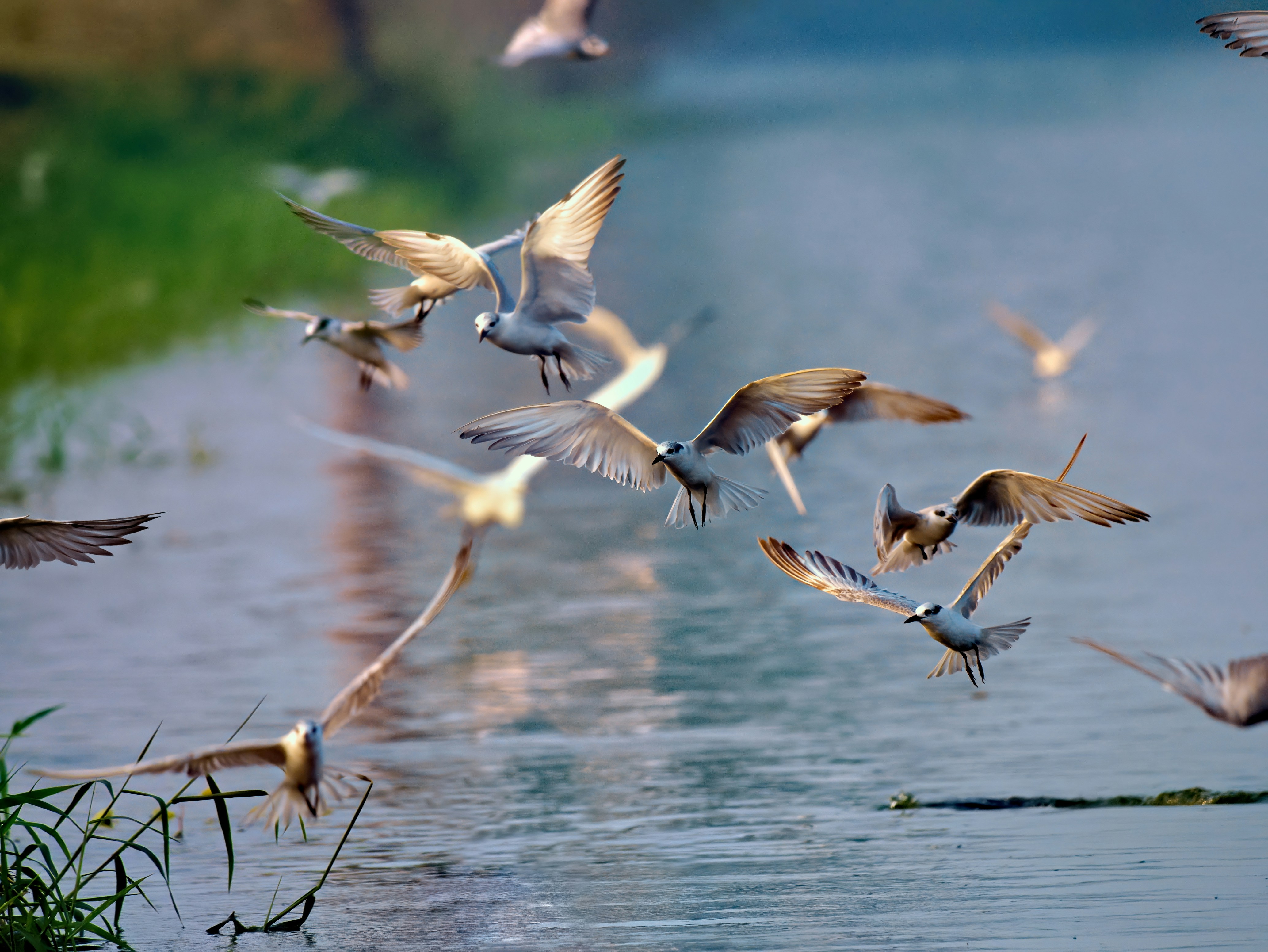 Photo by chandra_sekhar24