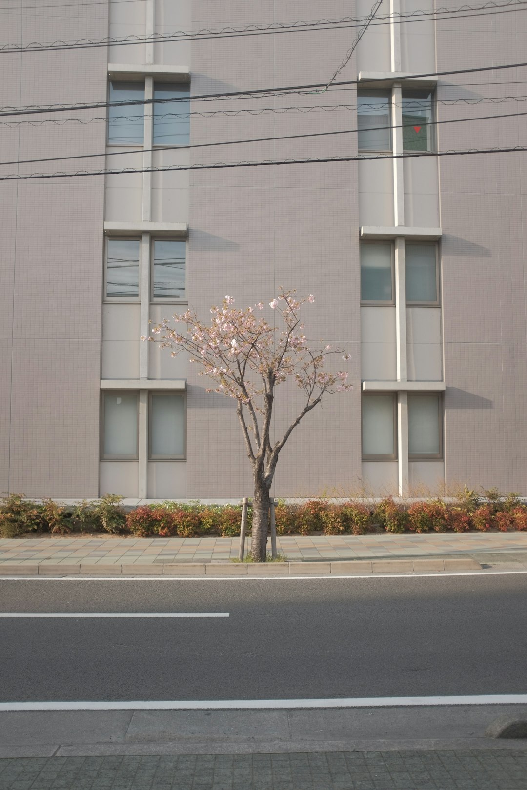 brown tree in front of white concrete building