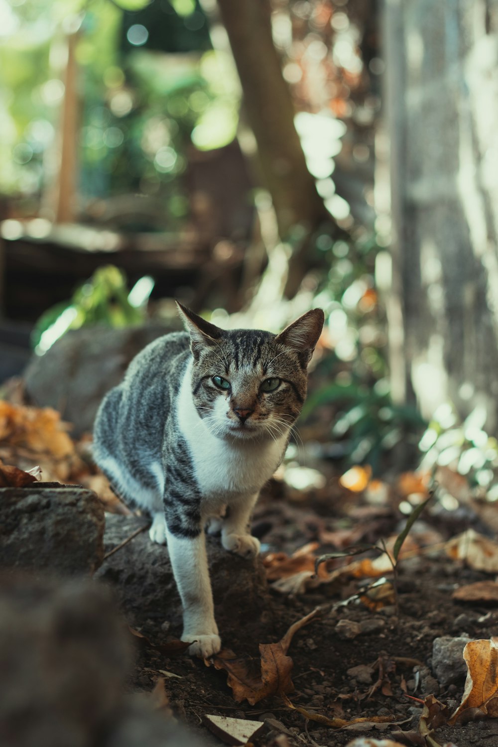 brown tabby cat on brown dried leaves during daytime