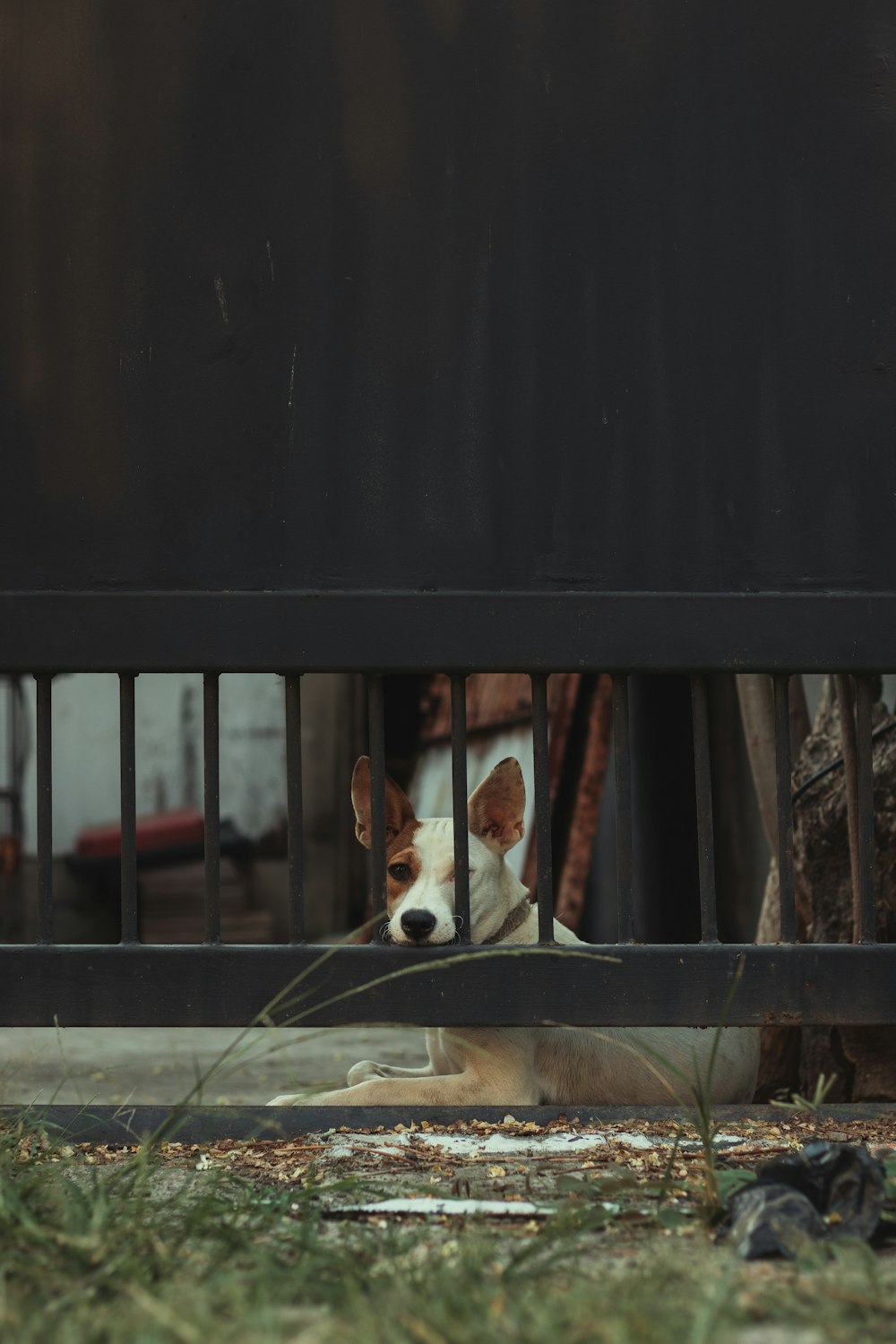 brown and white short coated dog on black wooden bench