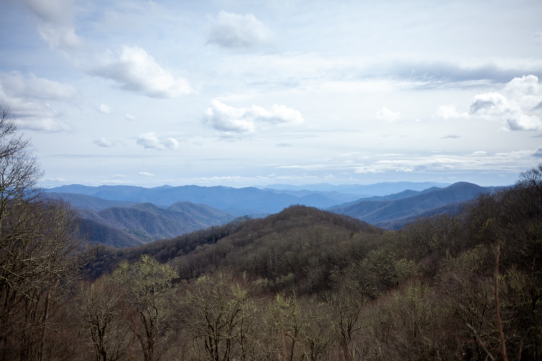 brown trees on mountain under white clouds during daytime