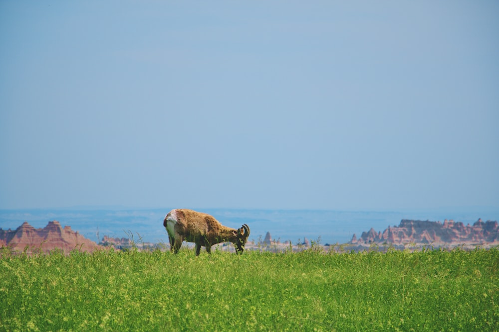 brown cow on green grass field during daytime