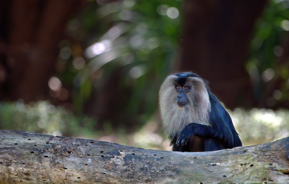 black monkey on brown tree branch during daytime